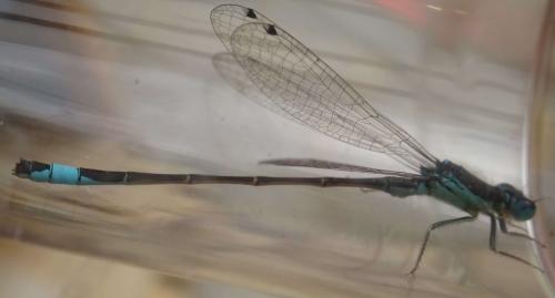 Réf. 354 235 : Ischnura graellsii